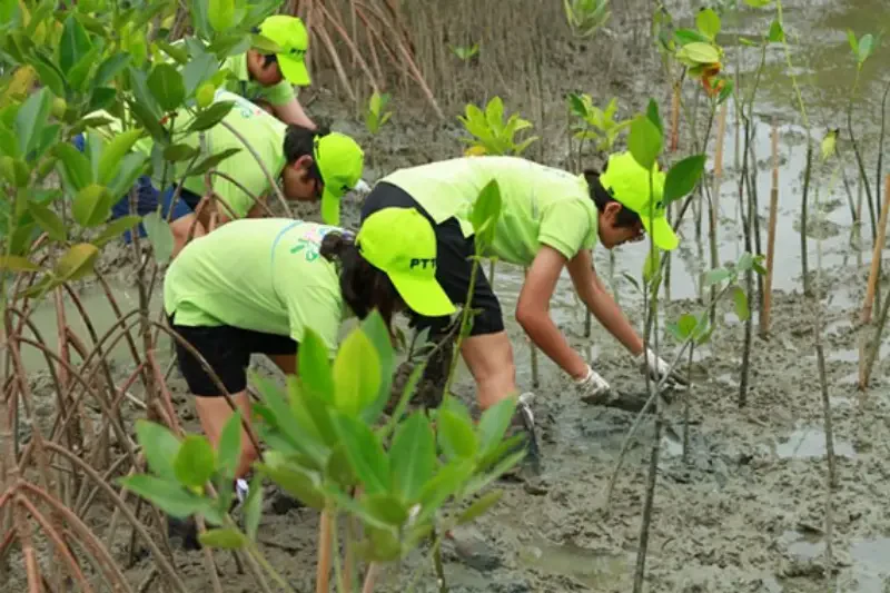 Mangrove Reforestation Project